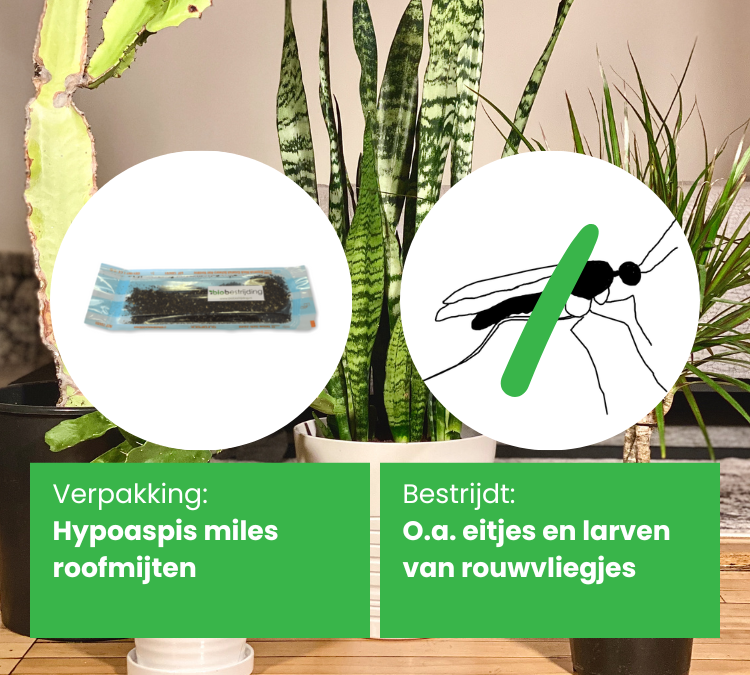 Stratiolaelaps scimitus roofmijt