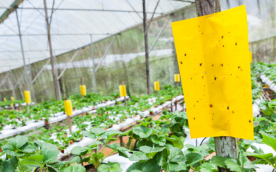 Het gebruik van vangplaten en linten: tips & tricks