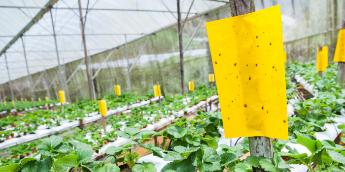 Het gebruik van vangplaten en linten: tips & tricks