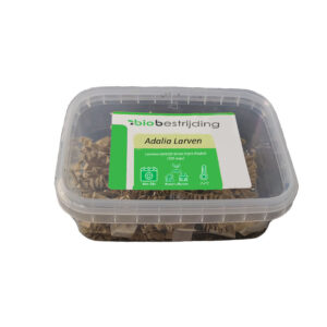 Lieveheersbeestje larven tegen bladluis (100 stuks)