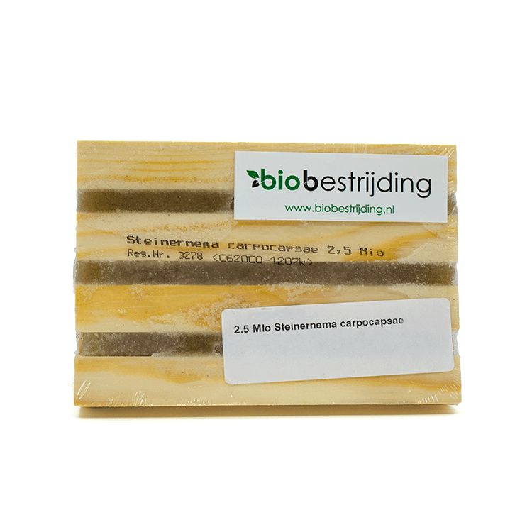 aaltjesval tegen taxuskevers biobestrijding