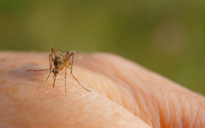 Beperk de muggenplaag… met vleermuizen!