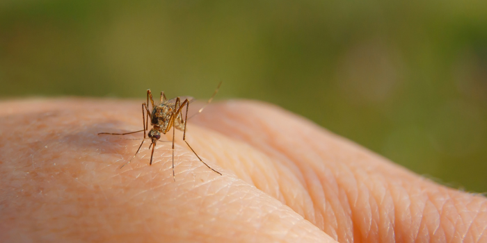 Beperk de muggenplaag… met vleermuizen!