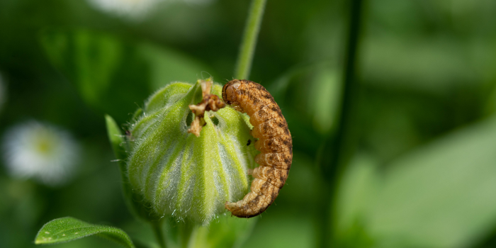 Dol op je moestuin: de aardrups