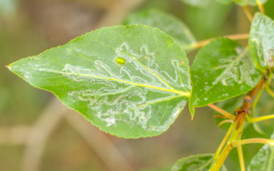 Bladmineerders: kunstzinnige larven