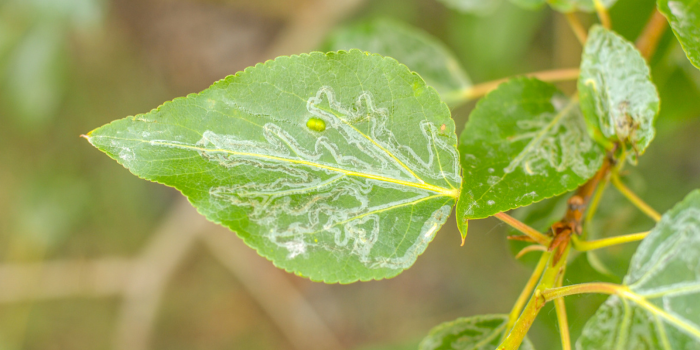 Bladmineerders: kunstzinnige larven