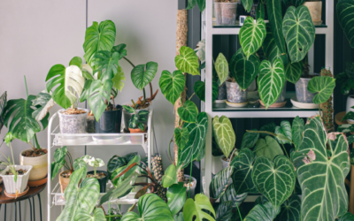 Zo verzorg je je kamerplanten tijdens de vakantie