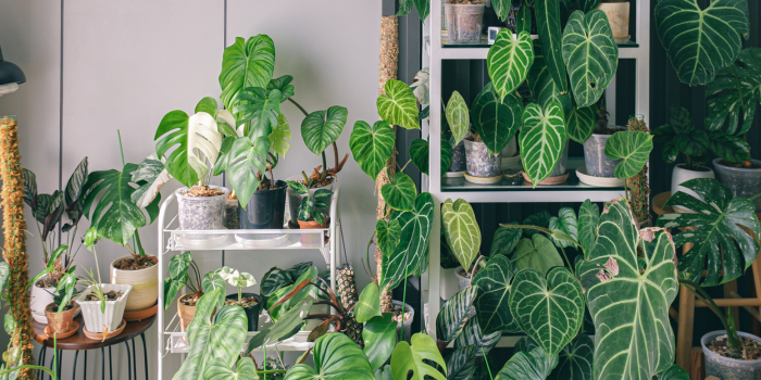 Zo verzorg je je kamerplanten tijdens de vakantie
