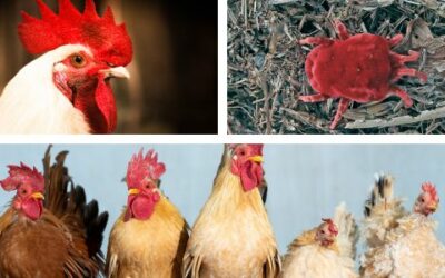 Bloedluis bij mensen en huisdieren