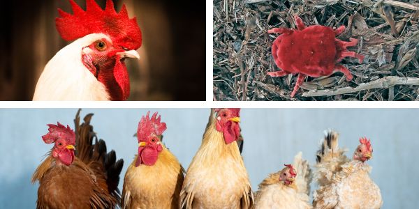 Bloedluis bij mensen en huisdieren